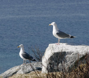 Seagulls